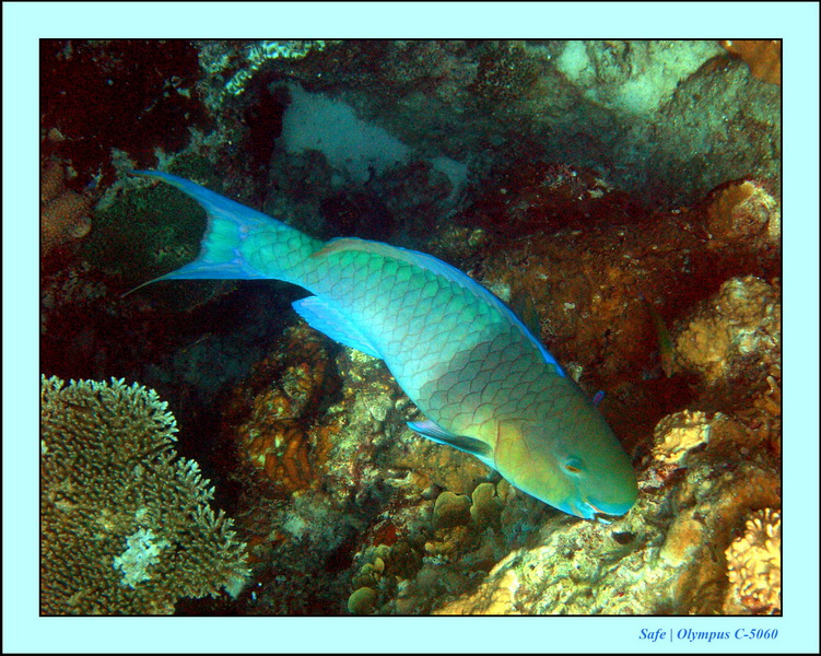 2005 - 08 - Redang  - 098.JPG